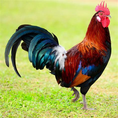 tue rooster.